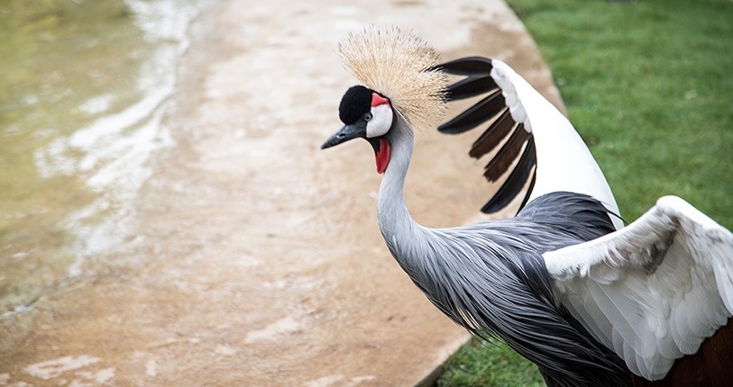 African Crowned Crane