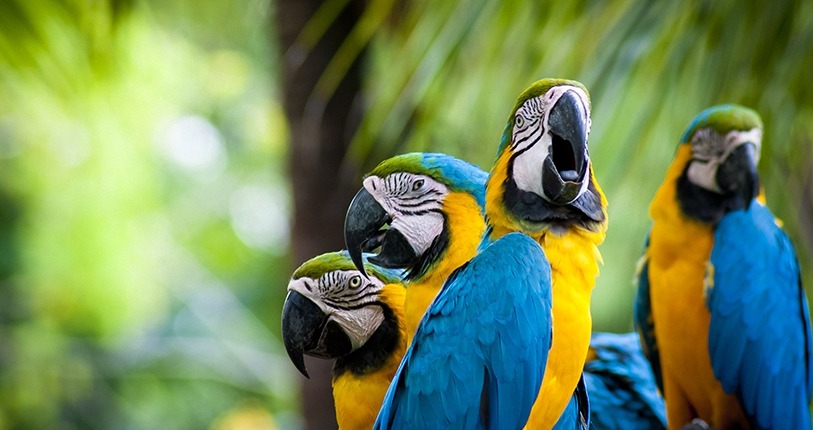 Macaws