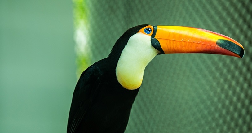 Toucans