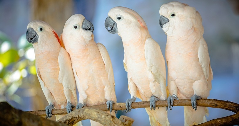 White Cockatoos